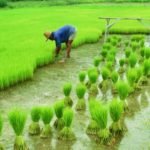Agriculture 3