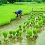 agri 4